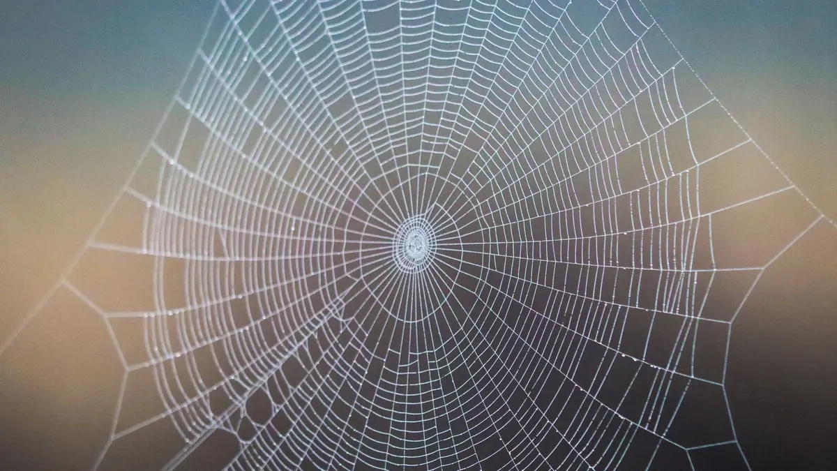 Close up shot of a detailed spider web with dew drops ag