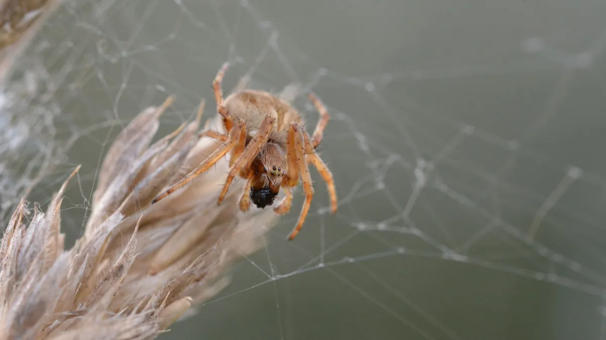Detailed macro shot of a spider on its web amidst natura